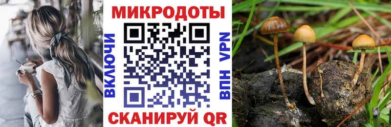 Галлюциногенные грибы Psilocybine cubensis купить сайты Луза